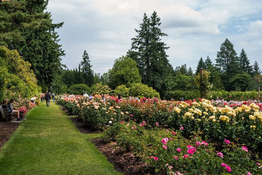 Avenue of Roses Branam Rd Portland OR